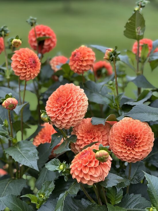 KA’s® Blood Orange (1 limits)