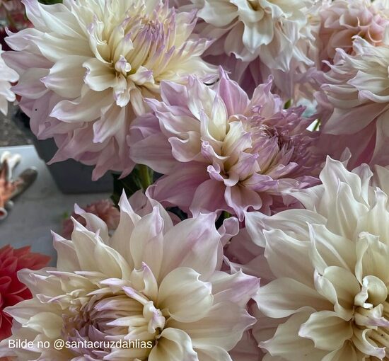 KA’s® Chiffon (1 limits)