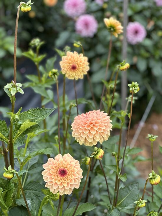 Wine Eyed Jill (yellow)