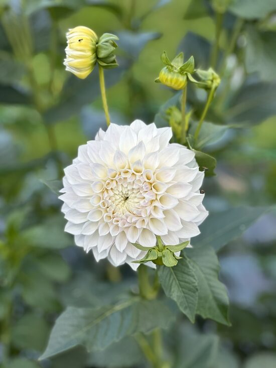 KA’s® Bella Luna (1 limits)