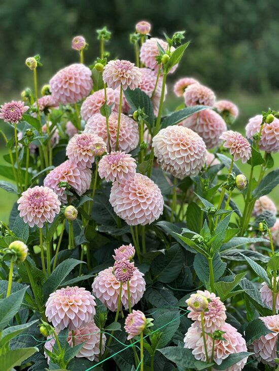 KA’s® Cinder Rose (1 limits)