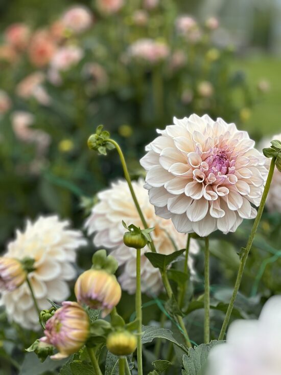 KA’s® Pearl (1 limits)